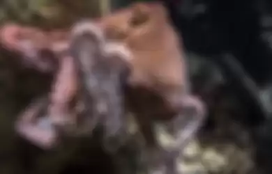 Gurita, salah satu contoh hewan dengan sistem peredaran darah terbuka. Gurita menyamar dengan merubah dirinya menjadi bentuk lain. 