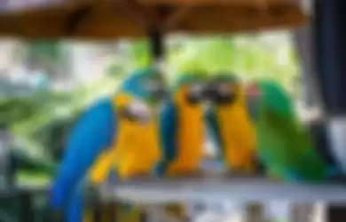 Jago Memaki dengan Bahasa Kotor Hingga Bikin Pengunjung Melongo, Sekelompok Burung Beo Terpaksa 'Dipecat' dari Acara Pertunjukkan