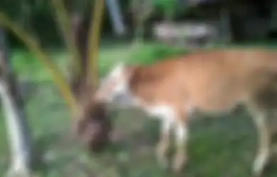 Istrinya Tewas Terlilit Tali Sapi saat Sedang Menggembala, Pria Ini Pingsan saat Lihat Kondisi Korban, Warga Sampai Ketakutan
