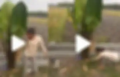 Rela Keluar Masuk Hutan hingga Curi Punya Tetangga, Tanaman Keladi Ini Jadi 'Biang Keroknya' Lantaran Harganya Melonjak Capai Jutaan!
