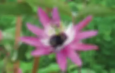 Passiflora violaceae