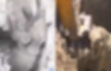 Anak Gajah ini Sungguh Malang setelah Masuk Sumur yang Amat Sempit, Akhirnya yang Terjadi Sungguh Diluar Dugaan!