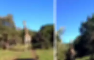 Fakta Dibalik Video Viral Jerapah Mengejar Manusia di Mobil, Dikejar jerapah  Seperti Diburu  T-Rex