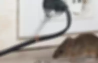 Tikus di rumah