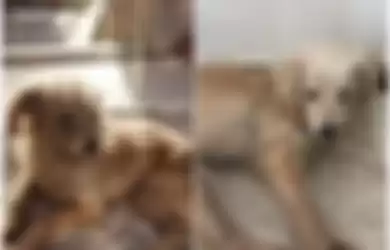 Anjing ini tempuh 60 km selama 26 hari untuk pulang ke rumah pemilik yang meninggalkannya di jalan raya.