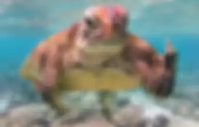 Terry the Turtle