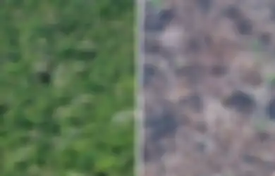 Hutan Lestari Tinggal Mimpi, UU Cipta Kerja Coret Kewajiban Pemerintah Menjaga 30 Persen Hutan