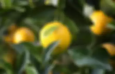 Lemon dapat menghilangkan bau badan secara alami