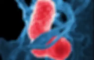 Ilustrasi pneumonia atau radang paru-paru. (britannica.com).