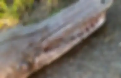 Miliki Hidung Panjang Dilengkapi Puluhan Gigi Tajam, Mahkluk Ini Menghebohkan karena Seperti Ikan Tapi Mirip Buaya, Apa Sebenarnya?