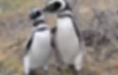 Penguin Magellan ditemukan mati usai telan masker.