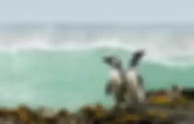 Penguin Magellan ditemukan mati usai telan masker.