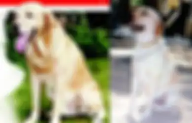 Berhasil Endus 3329 Kg Bahan Peledak, Inilah Zanjeer, Anjing Pelacak yang Selamatkan Ribuan Nyawa Orang India, Pemakamannya Dilakukan Penuh Hormat
