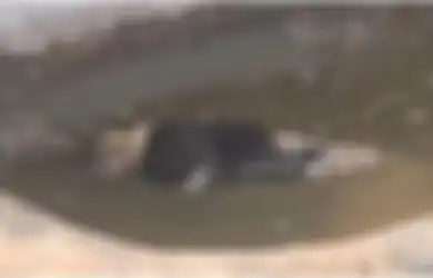 'Ini Menyedihkan dan Kejam', Jelas-jelas Singa Ini Mati di Kolam Kebun Binatang, Tapi Manajemen Berkilah Sang Singa Masih Hidup
