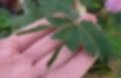 Detik Ini Juga, Rebus Daun Putri Malu Selama 5 Menit Lalu Minum Airnya Hangat-hangat, Jangan Kaget Bisa Hemat Biaya Dokter Sampai Setahun ke Depan
