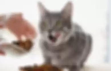 Ilustrasi makanan kucing. 