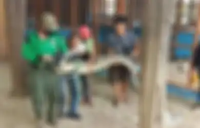 Heboh, Buaya Sepanjang 2,9 Meter Masuk di Parkiran Mal, Sedang Mencari 'Harta Berharga' Ini?
