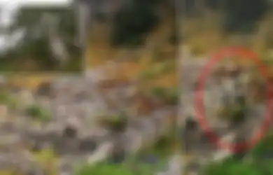 Bak Hantu, para Sniper dalam Foto-foto Ini Berkamuflase Nyaris Tak Terlihat, Bisakah Anda Menemukan Mereka?