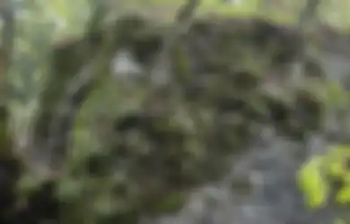 Penyamarannya Sempurna dan Nyaris Tidak Terdeteksi, Coba Temukan Tentara Inggris yang Menyamar dalam Gambar di Bawah Ini