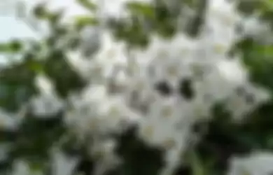 Ilustrasi bunga dari tanaman solanum.