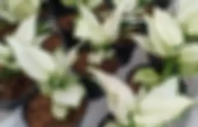 Ilustrasi aglaonema putih.