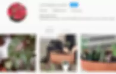 Akun Instagram tanaman hias milik Umi Pipik