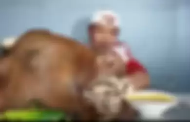 Pria ini dengan nekat makan cingur langsung dari kepala sapi. Sejumlah warganet mengaku langsung nggak nafsu makan setelah menonton.
