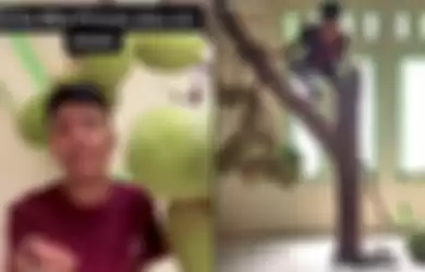 Viral Video Pohon Nangka Tumbuh di dalam Rumah dan Tetap Rutin Menghasilkan Buah, Ini Ceritanya. Jagat media sosial dihebohkan dengan adanya sejumlah pohon yang tumbuh besar di dalam rumah, ada pohon nangka, campedak, mangga yang aktif berbuah. 