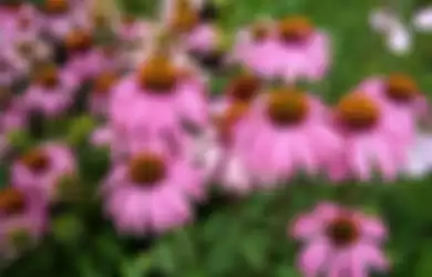 Echinacea, salah satu obat herbal kanker payudara