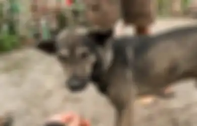 Suara Gonggongannya Bak Memberi Pertanda Sesuatu, Tak Disangka Anjing Tersebut Ingin Menunjukkan Pemandangan yang Sangat Memilukan Ini
