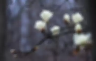 Ilustrasi bunga kantil