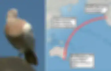 Anda yang Miliki Hewan Peliharaan, Hati-hati Menjaganya, Jangan Sampai Seperti Merpati Ini yang Sudah Terbang Puluhan Ribu Kilometer ke Negara Lain Akhirnya Harus Disuntik Mati! Ini Alasannya
