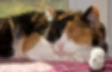 Kucing Tiga Warna; Fakta Menarik Kucing Calico, Ini Pola Warna Bulu!