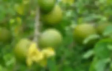 Ternyata Selama Ini Kita Salah, Buah Maja, Rasanya Ternyata Tidak Sepahit Akhir Kisah Majapahit