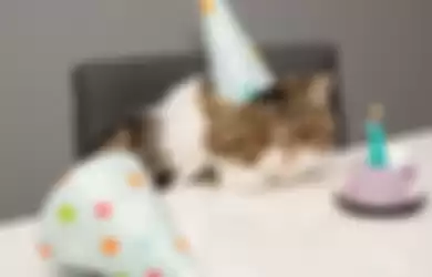 Cat Sitting By Cake On Table At Home  Credit: Getty