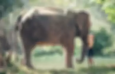 Ilustrasi gajah