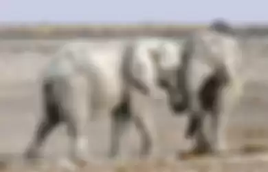 Ilustrasi gajah putih