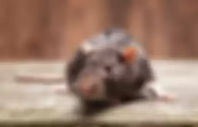 Ilustrasi tikus.
