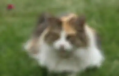Menurut Penelitian, Kucing yang Berkeliaran Bebas di Luar Ruangan Bisa Sebarkan Parasit Otak ke Satwa Liar Bahkan pada Pemiliknya, Terutama Wanita Hamil, Hati-hati!