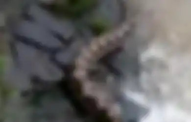 Ular 'Sebesar Pohon' yang Terkam Kamera Ini Masih Jadi Misteri: 'Belum Ditemukan, Masuk Gorong-gorong'
