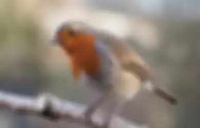 burung robin