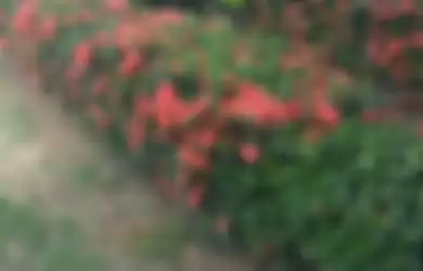 Ilustrasi pagar hidup dari tanaman bunga asoka.