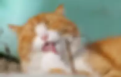 ilustrasi kucing orange