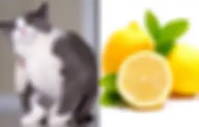 Punya Peliharaan Kucing dan Sebal dengan Kutunya? Begini 5 Cara Rumahan Ampuh Basmi Kutu Kucing, Salah Satunya dengan Buah yang Masam Ini