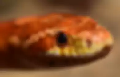 Ilustrasi ular merah