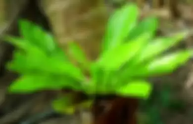 Ilustrasi paku sarang burung, tanaman epifit populer.
