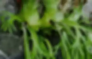 Paku tanduk rusa, tanaman epifit populer.
