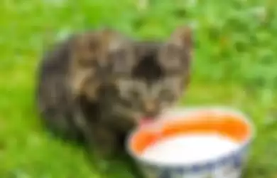Ilustrasi kucing minum susu.   