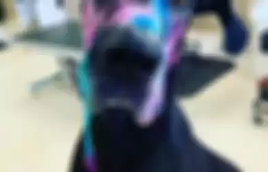Viral anjing dicat warna-warni.