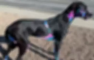 Viral anjing dicat warna-warni.